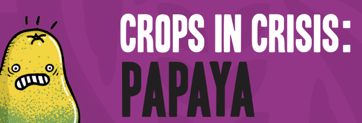 Crops in Crisis: Papaya